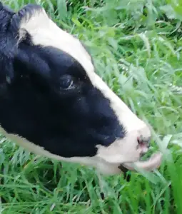 Pat 13 Lekker mals gras